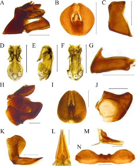 Photographs Of Male And Female Genitalia Of Ricania Sublimata A Male Download Scientific