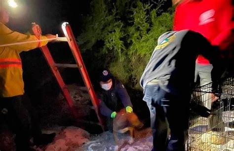 Rescatan Perro Cayó En Un Pozo