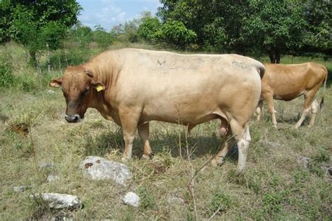 Criollo Lechero Tropical Les Races Bovines Du Mondes