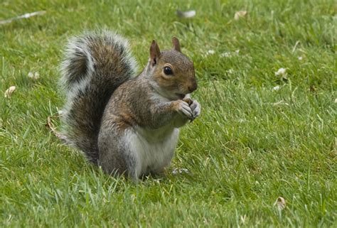 EichhÃ¶rnchen Im Londoner Hyde Park Kreatimo Fotoblog