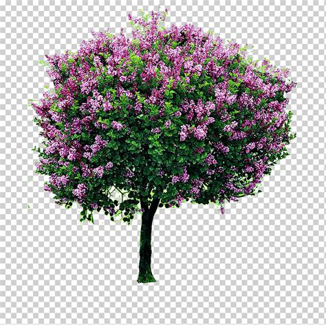 Árbol de flores de color rosa arbusto lila jardín poda buganvillas