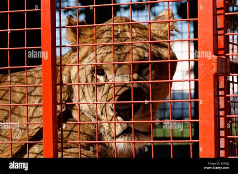 Caged Circus Lion Stock Photo Alamy