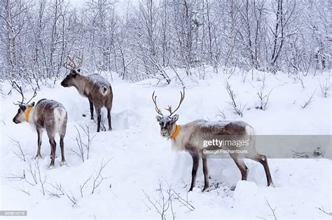 Reindeer In Lapland High-Res Stock Photo - Getty Images