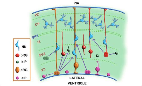 Schematic Representation Of Stemprogenitor Cells In Human Cerebral