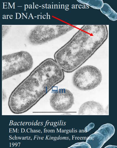 Bacterial Structure Flashcards Quizlet