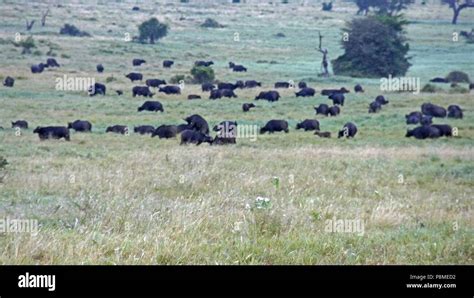 Wild Living Buffalo In Kenyan Savanna Stock Photo Alamy