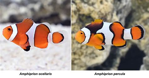 Types Of Clownfish From Common Gems To Rare Treasures