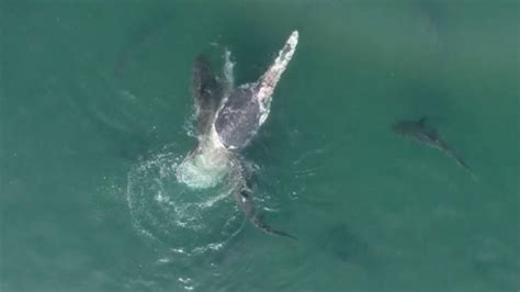 Video Shows Shark Feeding Frenzy Of Humpback Whale Off Hervey Bay