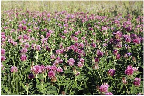 Red Clover Seed Meadowmania 100 Grams Net Uk Garden And Outdoors