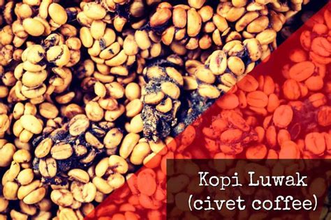 Cat Crap Coffee Upgrade: The Next Kopi Luwak, Civet Coffee Alternative