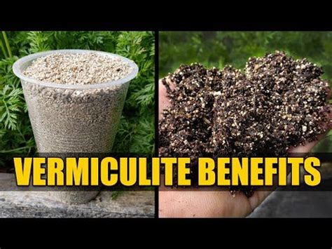 Benefits of Vermiculite - Garden Quickie Episode 48 - YouTube | Tomato ...