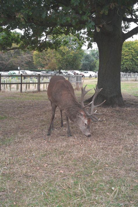 Photographs — Richmond Park — Deer — 24 September 2016 — 6 — wasaweb.net