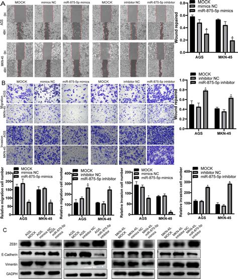 MiR 875 5p Inhibited Migration And Invasion In Vitro And Induced