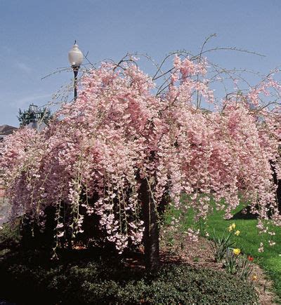 Double Flowering Weeping Cherry Tree Best Flower Site