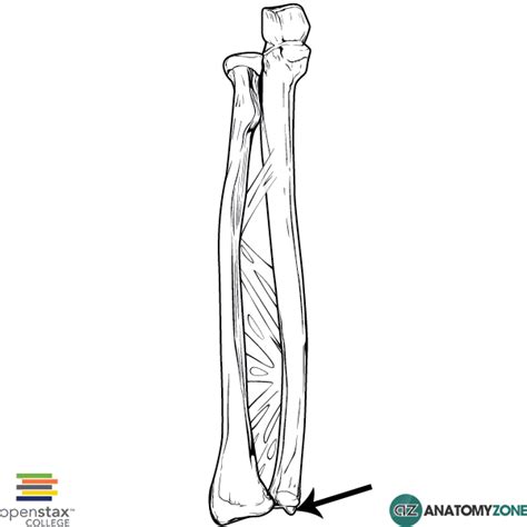 Styloid Process Of Ulna Anatomyzone