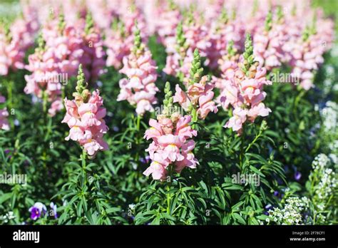 Antirrhinum Flowers Commonly Known As Dragon Flowers Or Snapdragons