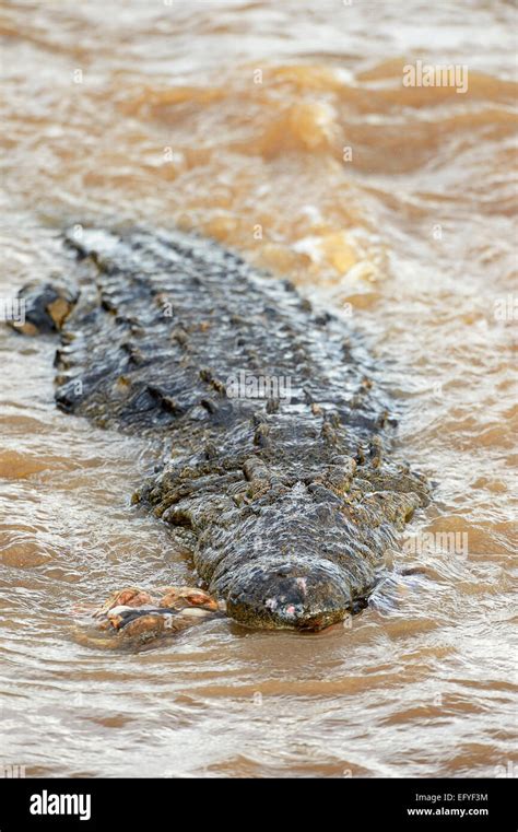 Nile Crocodile Crocodylus Niloticus In The Mara River With Remnants