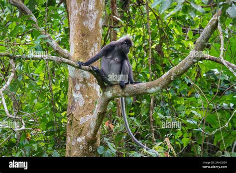 Dusky Leaf Monkey Or Spectacled Langur Trachypithecus Obscurus