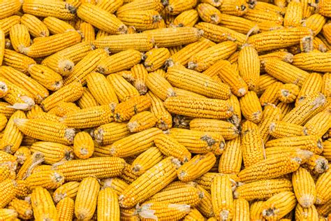 Aflatoxin Contamination A Silent Threat Hampering Ugandas Food