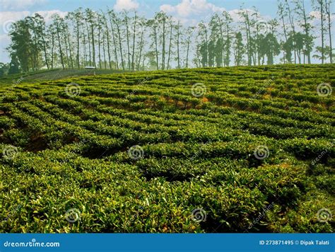 Tea Plantations Estate Of Assam Stock Image Image Of Green Plantations 273871495