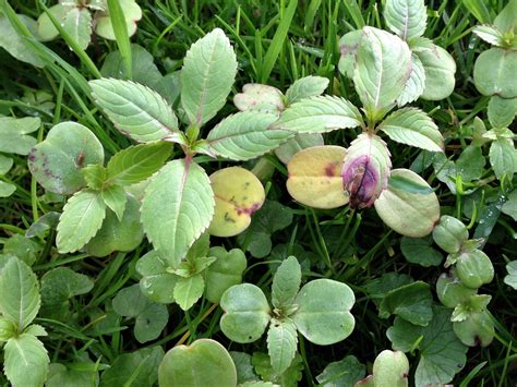 Himalayan Balsam, Policemans Helmet, Bobby Tops, Copper Tops, Impatiens ...