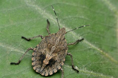 Brown Marmorated Stink Bug Halyomorpha Halys Satara Stock Image