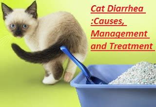 Cat Diarrhea :Causes, Management and Treatment