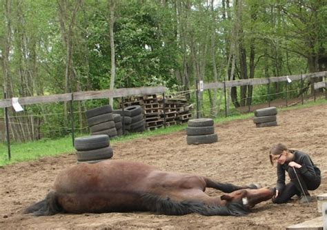 Harder tricks - How to teach your Horse tricks