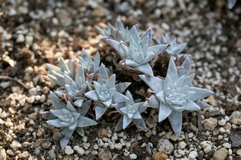 Fotos gratis naturaleza cactus hoja pétalo escarcha primavera