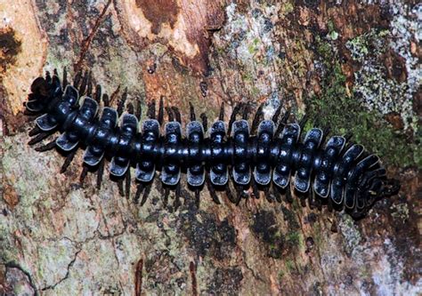 millipedes