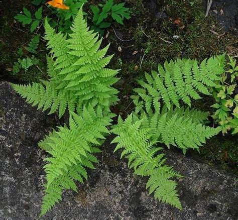 5 LADY FERNS rhizomes bare root- Seeds & Bulbs