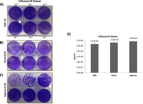 Viral Concentration Determination Through Plaque Assays Using