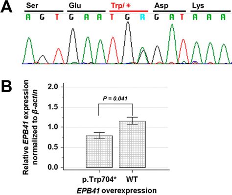 Sanger Sequencing And Mrna Expression Analysis For Epb41 Mutation A