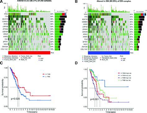 A B Tumor Mutation Burden Analysis Of The Difference Between The Download Scientific Diagram