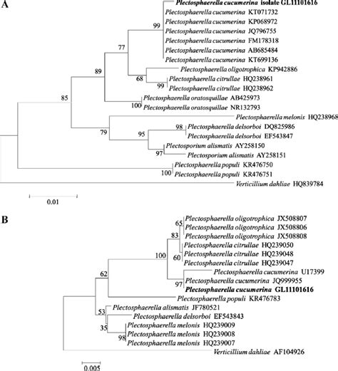 Phylogenetic Tree Constructed With The Its 58s Rdna A And D1d2 Download Scientific Diagram