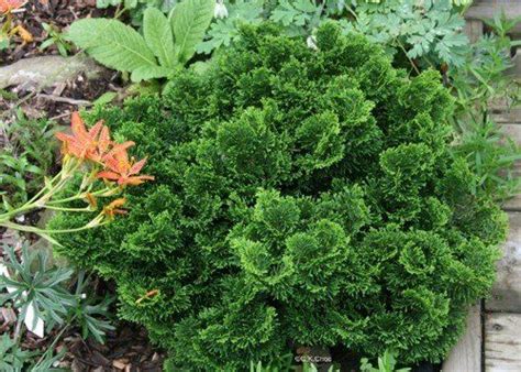 Bestel Chamaecyparis obtusa 'Nana Gracilis' voordelig bij Plantenweelde
