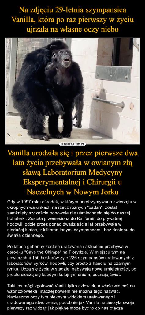 Na Zdj Ciu Letnia Szympansica Vanilla Kt Ra Po Raz Pierwszy W Yciu