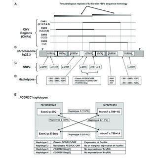 Genomic Organization Of The FCGR2 3 Locus Overview Of The FCGR2 3