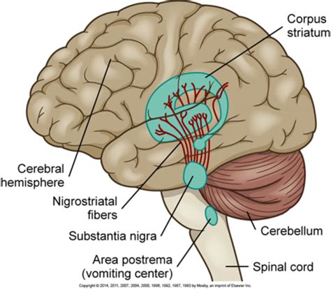 Parkinson S Med Surg B E Flashcards Quizlet