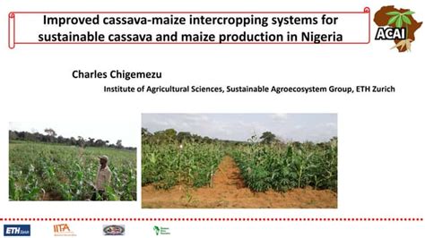 Session 4 Improved Cassava Maize Intercropping Systems For Sustainable