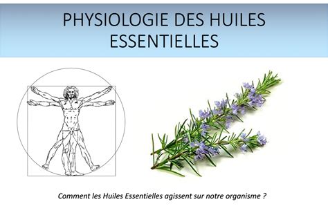 Comment Les Huiles Essentielles Agissent Elles Sur L Organisme