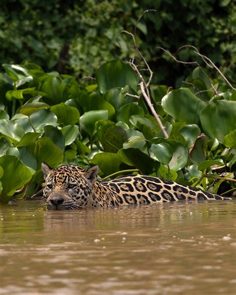 National Geographic On Twitter Hoje Celebramos O