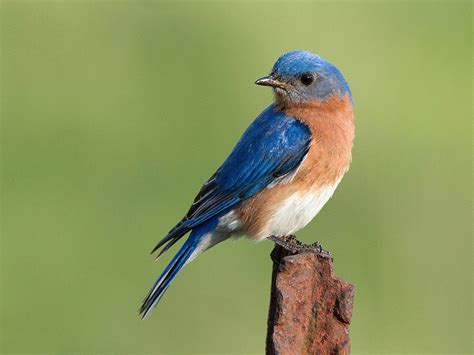 Flights of Fancy: 15 Types of Birds in Canada, Captured on Camera