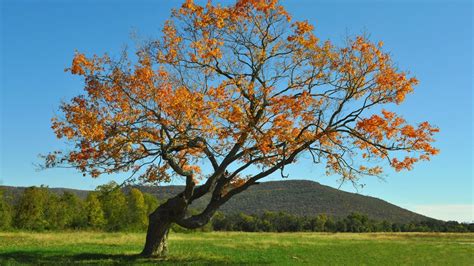 The Finest Option To Straighten A Leaning Tree In Your Yard