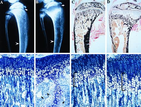 Rickets In Animals