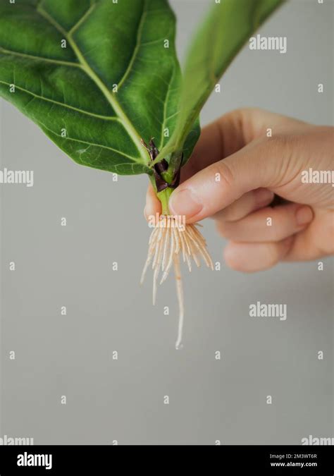 Propagating Fiddle Leaf Fig Female Hand Hold Stem Cutting Of Ficus