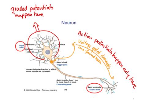 Lecture 14 - Neurotransmitters, Synapses, and Impulse Flashcards | Quizlet