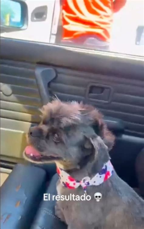 Perrito Se Vuelve Viral Por Parecerse A Peso Pluma En Su Cambio De Look