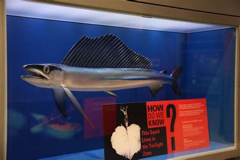 lancetfish | Model of a North Atlantic longnose lancetfish (… | Flickr