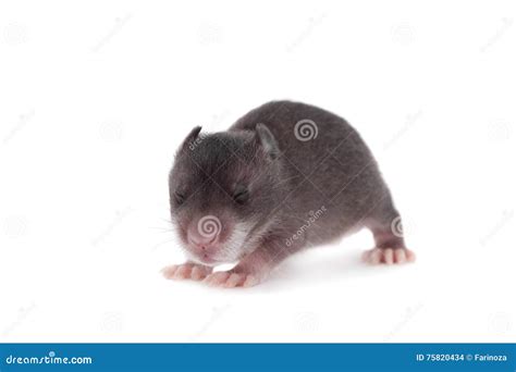 Gambian Pouched Rat, 3 Month Old, On White Stock Photo | CartoonDealer.com #74392902